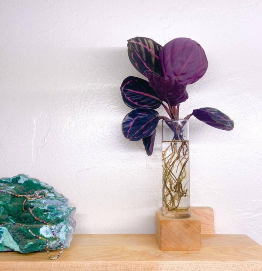 Propagation Grow Cube - Vintage MC