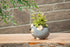 Mini Mouse Planter - Gry - 2"H - Vintage MC