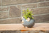 Mini Mouse Planter - Gry - 2"H - Vintage MC