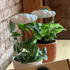 Original Cloud Drip Waterer - Vintage MC