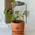 Stormy Cloud Plant Waterer - Vintage MC