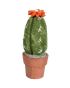 Felted Plant - Vintage MC